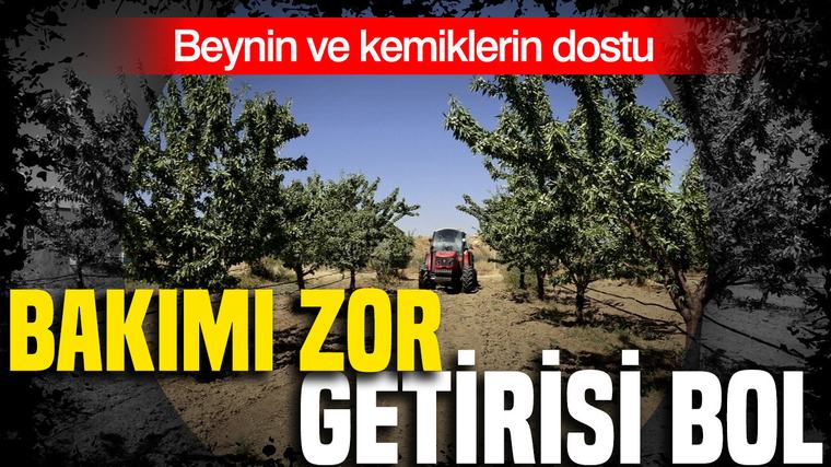Bakımı zor, ama getirisi bol: Beynin ve kemiklerin dostu