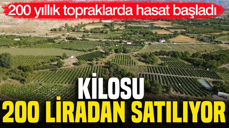 200 yıllık topraklarda hasat başladı: Kilosu 200 liradan satılıyor
