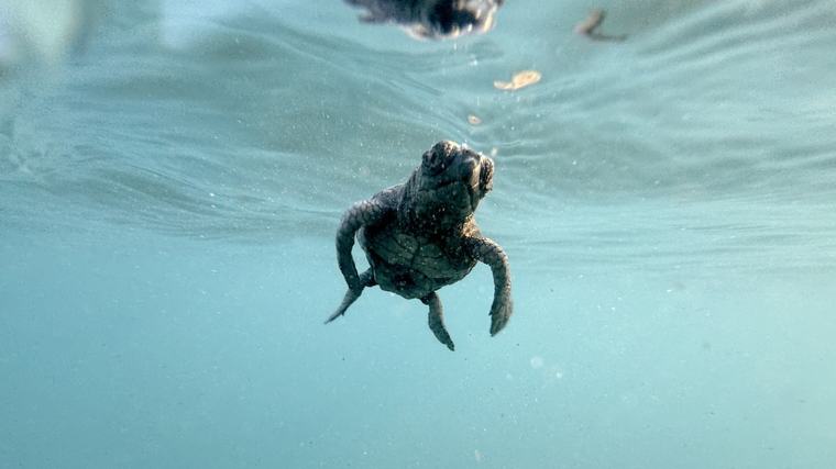 Akdeniz'de umut dolu rekor: 40 bini aşkın caretta caretta denize ulaştı