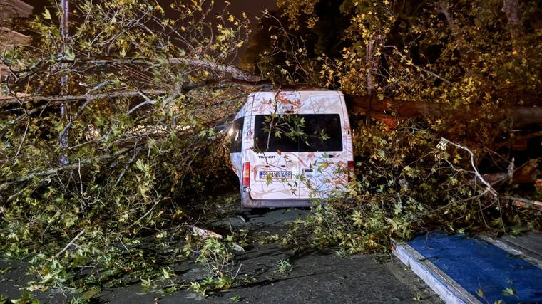 Rüzgar ağacı devirdi, park halindeki minibüs zarar gördü