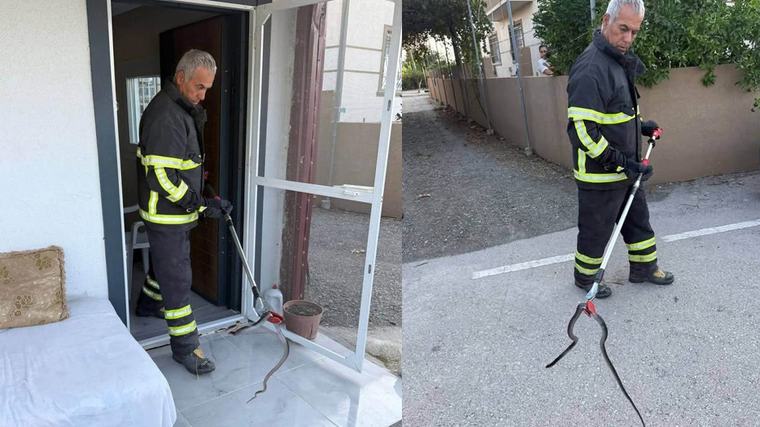 Hatay Arsuz'da evde görülen yılan doğal yaşamına salındı