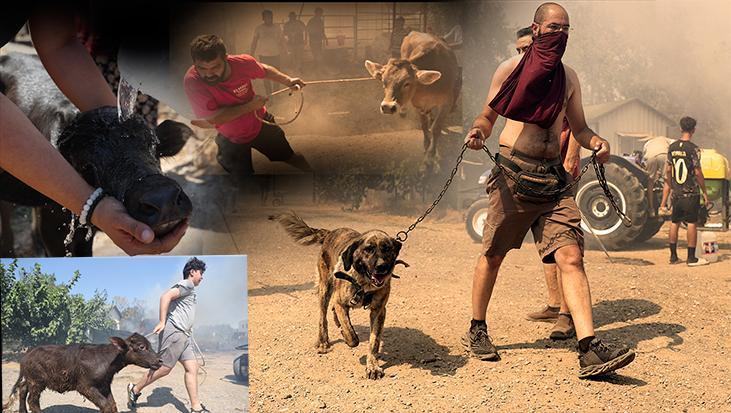Alevlerle mücadele sürüyor! İşte il il son durum