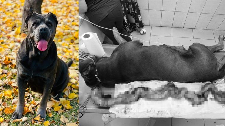 Köpeğin rahminden tam 6,75 kilo kitle çıkarıldı