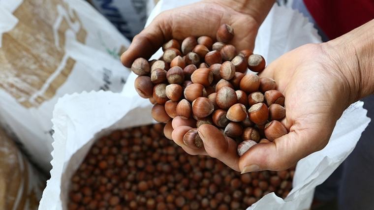 Fındık ihracatında miktar düştü, gelir korundu