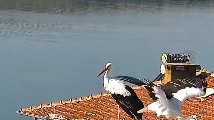 Yaren ve Nazlı leylek yuvadan ayrıldı: Afrika yolculuğu başladı