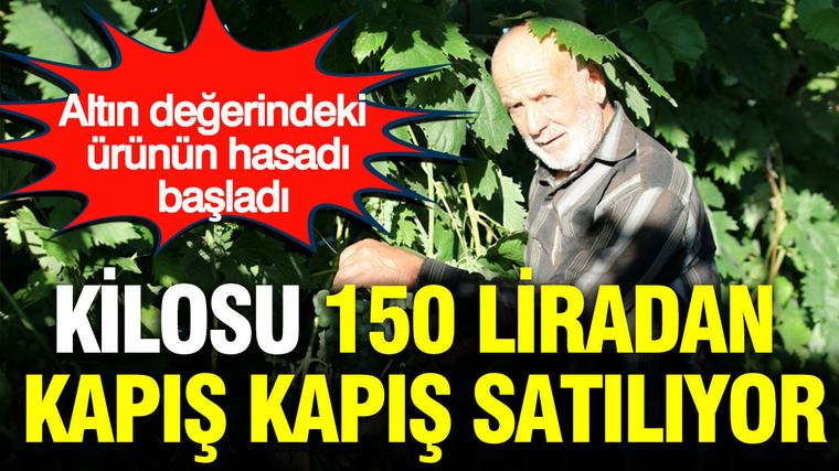 Altın değerindeki ürünün hasadı başladı: Kilosu 150 liradan kapış kapış satılıyor