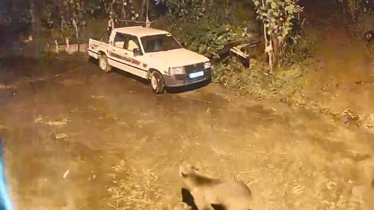 Artvin Arhavi'de yerleşim alanına inen ayı eve kadar geldi