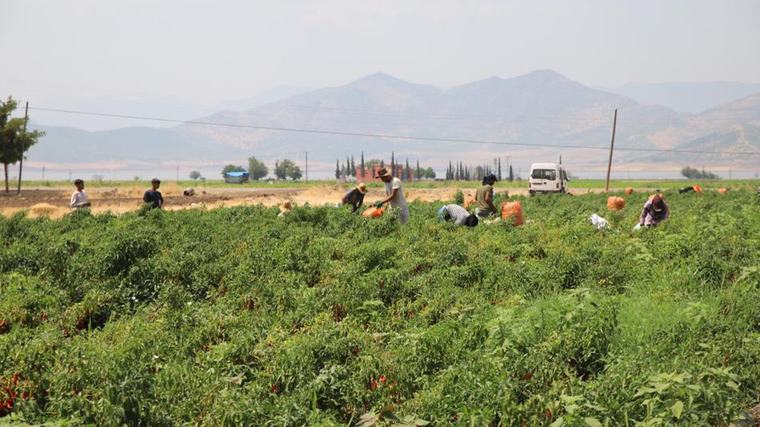 Acı hasat başladı: Kilosu 7 bin TL'den toplanıyor