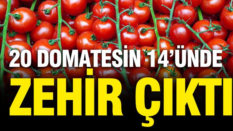 20 domatesin 14'ünde zehir çıktı