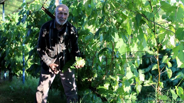 'Üzümlerin çavuşu' tezgaha çıkmadan tükeniyor: Bahçede 150 liraya kapışılıyor