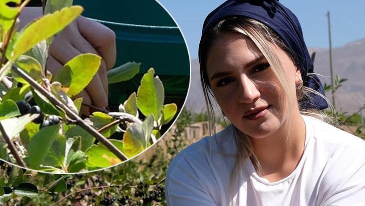 'Süper meyve' ihya etti! 5 yıl önce tesadüfen tattı, şimdi çiftlik sahibi