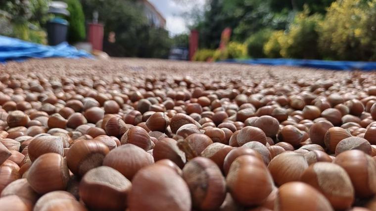 Ordu'da fındık üreticilerinin zorlu kurutma mesaisi sürüyor