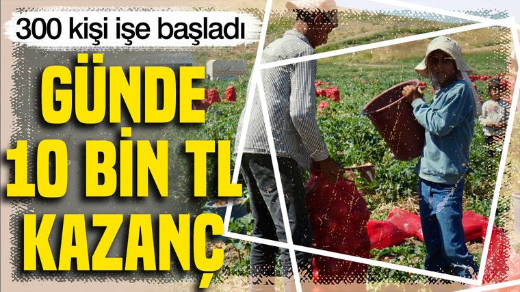 Günde 10 bin TL kazanç elde ediyorlar: 300 kişi hasada başladı