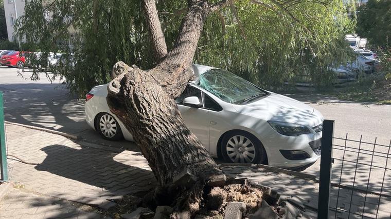 Araba park halindeyken üzerine ağaç düştü