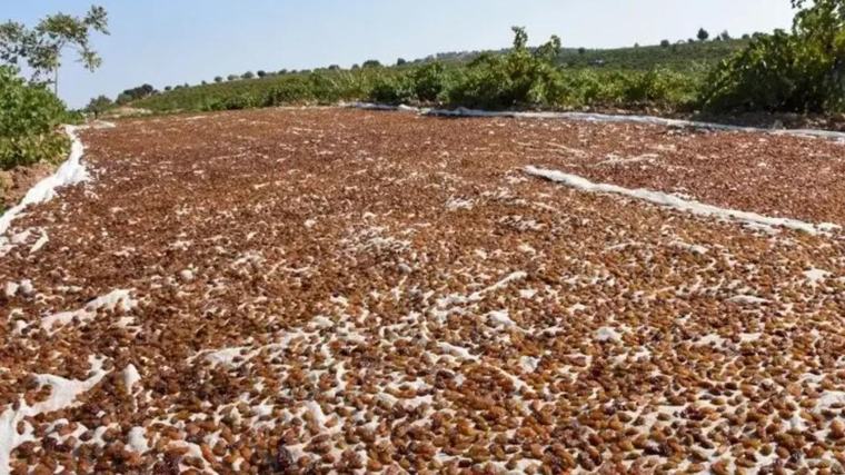 Türkiye’nin gözde ürününde tehlike çanları: Yurt dışı istiyor, üretici dertli