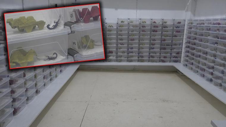 Samsun'da ilaç ve savunma sanayisi için akrep zehri üretimi başlıyor! Köyde kurdukları tesisle "sıvı altın" üretecekler