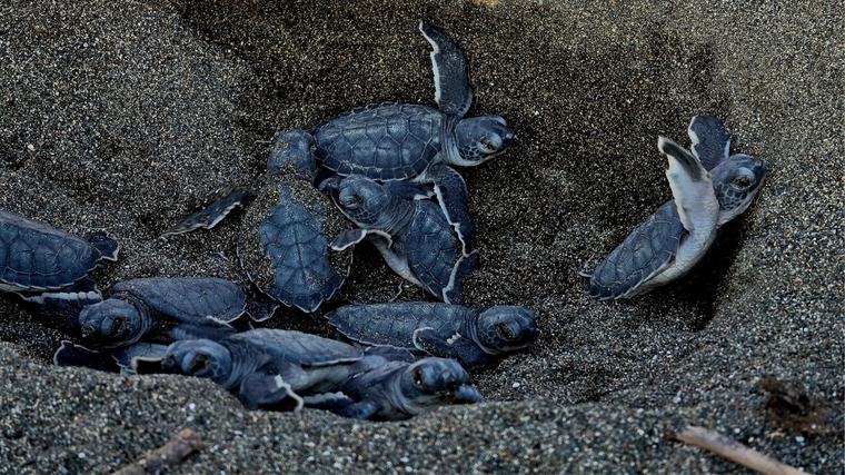 24 saat korunuyorlar: 2 bin yuvadan 130 bin yavru denize yolculuğa çıkıyor