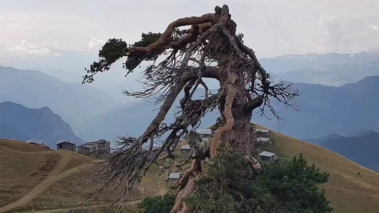 Şavşat’ta doğanın binlerce yıllık mucizesi