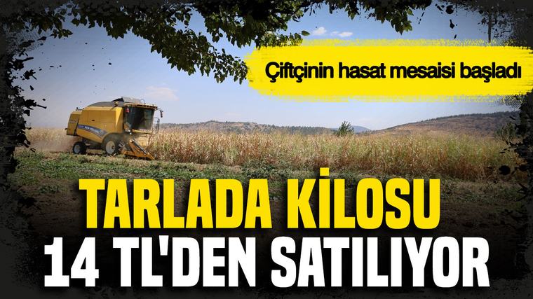 Tarlada kilosu 14 TL'den satılıyor: Çiftçinin hasat mesaisi başladı